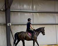 show-experience-colt-mare
