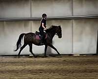 thoroughbred-mare