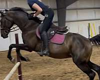 thoroughbred-horse-for-sale