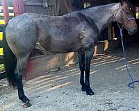 hind-white-foot-horse