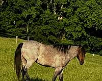 hind-white-foot