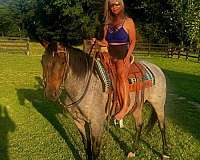 bay-roan-hind-white-foot-horse