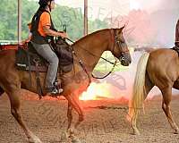 tennessee-walking-horse-for-sale