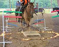tennessee-walking-horse