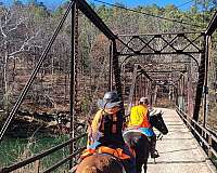 breeding-gelding