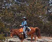 trail-riding-gelding