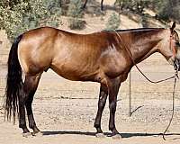 athletic-quarter-horse