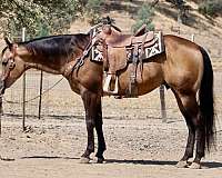 beginner-quarter-horse