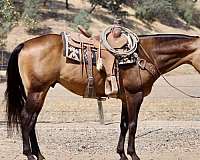 calf-roping-quarter-horse