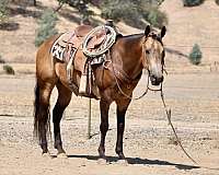 endurance-quarter-horse