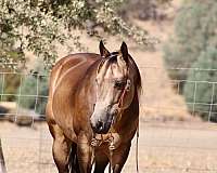 experienced-quarter-horse