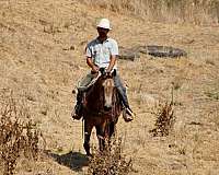 flashy-quarter-horse