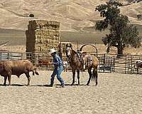 kid-safe-quarter-horse