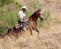 pack-quarter-horse