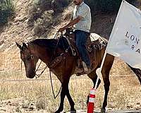 husband-safe-quarter-horse