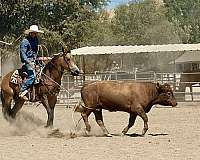 parade-quarter-horse