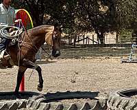 performance-quarter-horse