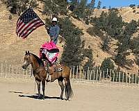 playday-quarter-horse