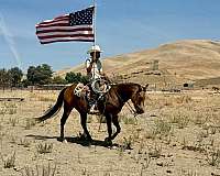 ranch-quarter-horse