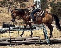 ranch-versatility-quarter-horse