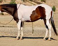 athletic-paint-horse