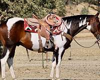 beginner-paint-horse