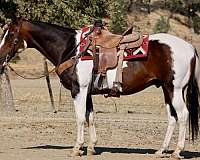 calf-roping-paint-horse