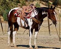 endurance-paint-horse
