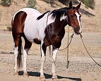 experienced-paint-horse