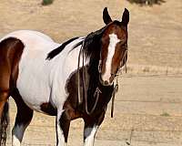 flashy-paint-horse