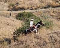 husband-safe-paint-horse
