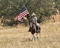pack-paint-horse