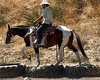 performance-paint-horse