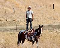 ranch-paint-horse