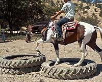 ranch-versatility-paint-horse