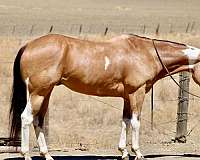 athletic-paint-horse