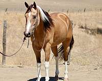 beginner-paint-horse