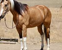 calf-roping-paint-horse