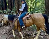 endurance-paint-horse