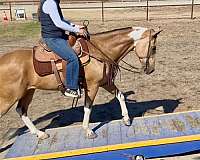 experienced-paint-horse