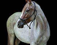 athletic-quarter-horse