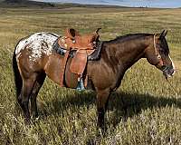 bay-blanket-pony