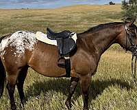 all-around-poa-pony