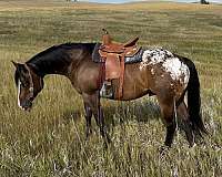 athletic-poa-pony