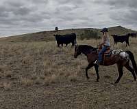 beginner-poa-pony