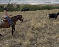 calf-roping-poa-pony