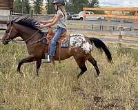 endurance-poa-pony