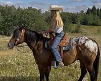 experienced-poa-pony