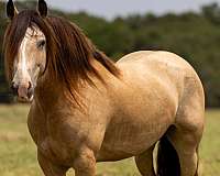 buckskin-stockings-horse