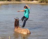 all-around-gypsy-vanner-horse